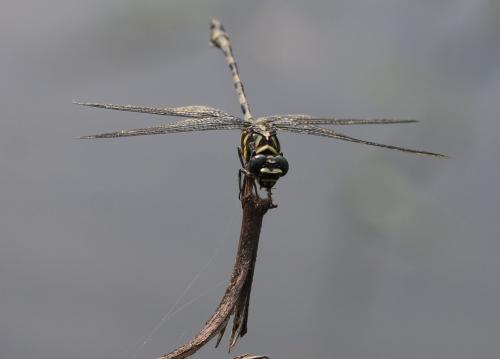 Réf. 196 804 : Ictinogomphus decoratus